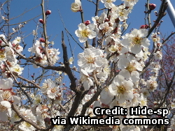 Prunus_mume_G01_via_wikimedia_commcons.jpg