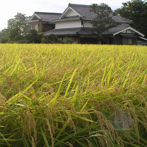Rice_field_on_Japan_20070829-thumb.jpg